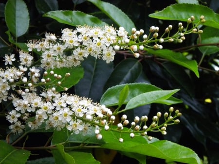 Loro (prunus-lusitanica) - flowers, white, nature, nice