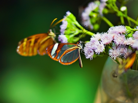 Glass-Winged-Butterfly - animal, butterfly, flowers, glass