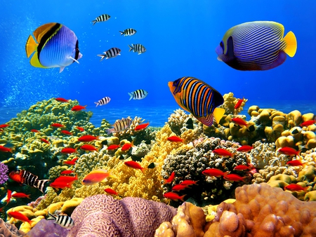 Ocean-Reef-Fish - colored, corals, ocean, fish, animals