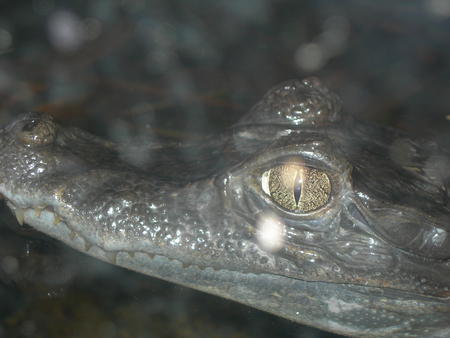 in the eye of a predator - reptile, predator, zoo, animals, crocodile