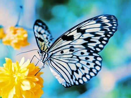 Butterfly-Feeding - animal, butterfly, flowers, yellow, feeding