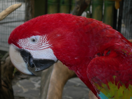 pure red - avilon, red, parrot, zoo, bird