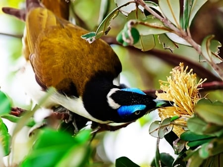 Blue-faced-Honeyeater - bird, animal, blue, face, flower