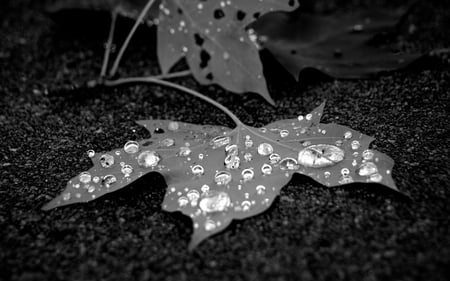 After the Rain - trees, photography, water, leaf, black, white, nature, beautiful, garden, drops