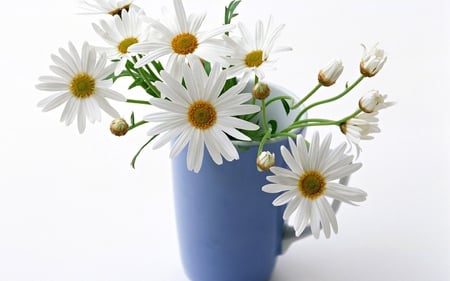 Margaritas - flower, bouquet, vase, margarita, daisy