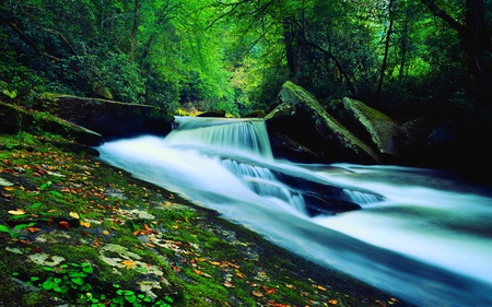 FOREST CASCADE - nature, falls, forest, cascade, green