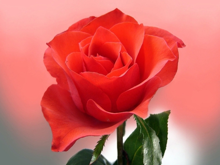 Beauty of rose - flower, nature, rose, beauty