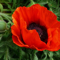 Beautiful poppy