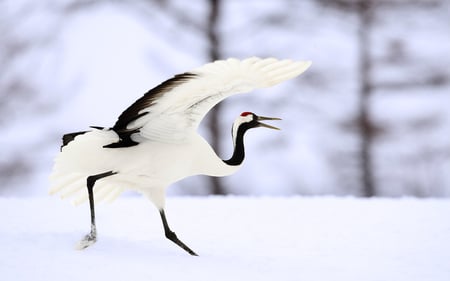 CRANE - winter, wings, crane, wite