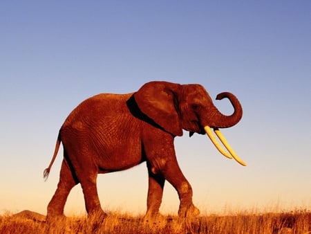 Elephant - wildlife, wild, animal, elephant