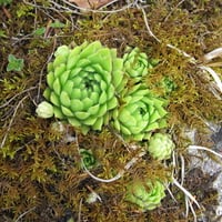 Green Flowers