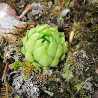 Green Flower