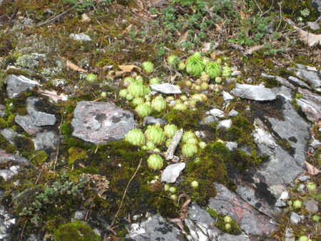 Green Flowers - mc, green flowers, green, rocks, flower