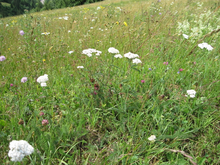 Flowers - flowers, white flowers, nature, mc, grass