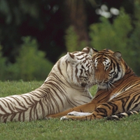 Tigers Love