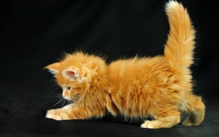 CAT - cute, pussicat, orange, cat