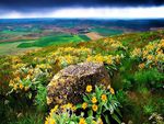 Little sunflower garden on the hill