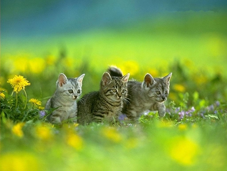 Cute Kittens - cute, in grass, kittens, picture