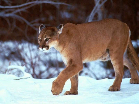 Cougar Lion - lion, cougar, picture, cool