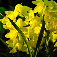 Yellow Orchids