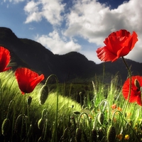 Beautiful Red Poppy