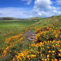 Grass Nature-Yellow Flower Garden