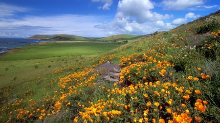 Grass Nature-Yellow Flower Garden - nature, sky, yellow, mountain, clouds, grass