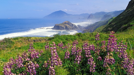 Grass Nature - nature, sky, ocean, mountain, grass, flower