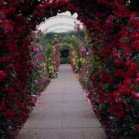 Flower in Garden