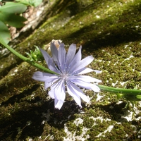 Alpine Flower