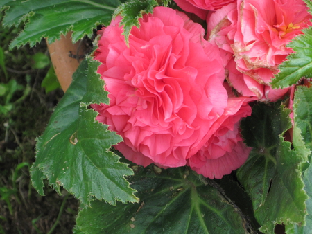 Flower - mc, red flower, nature, photography