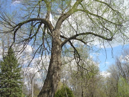 Marco the kitten climbs trees