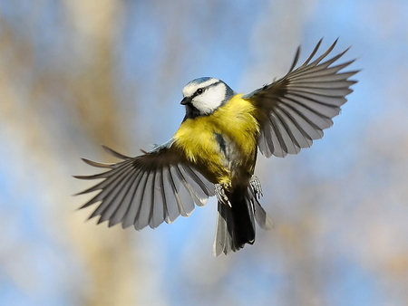 Amazing ! - bird, animal, yellow, beautiful