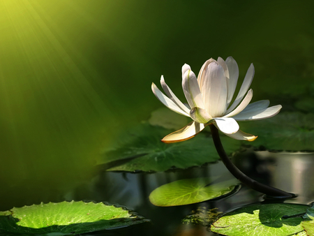 Flower - flower, pretty, nature, petal, green