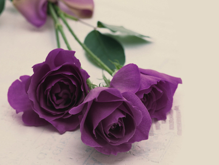 Purple roses - pretty, petal, nature, purple, rose, flower