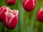 Red tulips