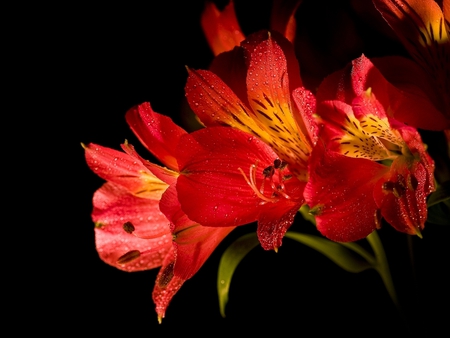 Red flowers - red, flower, pretty, nature, petal