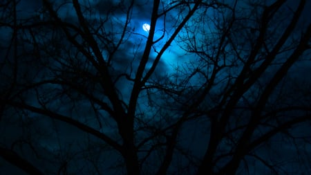 moon - moonlit, panorama, darkness, widescreen, other, white, amazing, view, cool, dark, paysage, moonlight, trunks, branches, peisaje, cena, landscape, scenic, wallpaper, scenario, nature, woods, beautiful, dawn, photoshop, leaves, beauty, nice, sky, trees, photography, image, leaf, black, clouds, anime, scene, paisagem, moon, forests, night, paisage, paisaje, plants, picture, blue, cenario, scenery, grove, awesome, photo