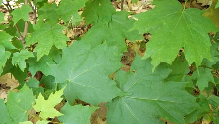 Collection of Leaves - green, grass, forest, leaf, floor, tree, woods, leaves