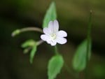 NICE WHITE FLOWER