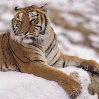 THE TIGER