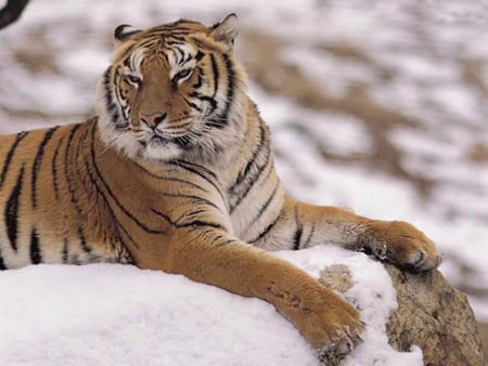 THE TIGER - nice, fast, king, brown, speed, cool, forest, animal, tiger, hunt