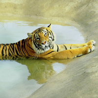 THE TIGER
