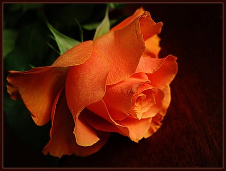 Orange rose - flower, love, rose, petal