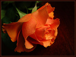 Orange rose