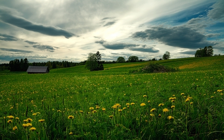 Landscape - field of flowers, beauty, sky, trees, yellow flowers, peaceful, field, spring, view, pretty, yellow, clouds, green, house, tree, grass, houses, hills, landscape, lovely, nature, beautiful, splendor, flowers, colors