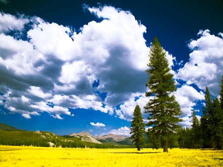 Lovely View - field of flowers, beauty, sky, trees, yellow flowers, peaceful, colorful, mountains, field, spring, view, pretty, yellow, clouds, green, sunny, tree, grass, landscape, lovely, nature, woods, forest, blue, beautiful, splendor, colors