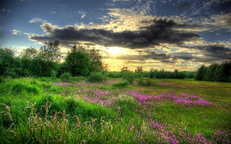 Sunlight - pretty, splendor, landscape, grass, spring, flowers, purple, view, field, field of flowers, sky, sun, clouds, sunlight, trees, purple flowers, beautiful, beauty, colors, lovely, tree, wildflowers, colorful, nature, sunset, rays, green, peaceful