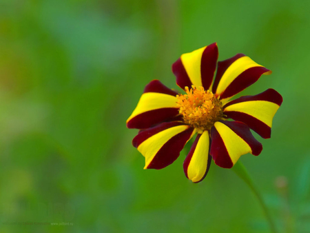 A Cute Flower for Jasnas - friend, flower, jasenka, cute