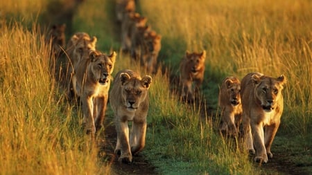 Lions in Line - wildlife, lions, animals, majestic, africa, pride, cubs, cats, big cats, lioness, line